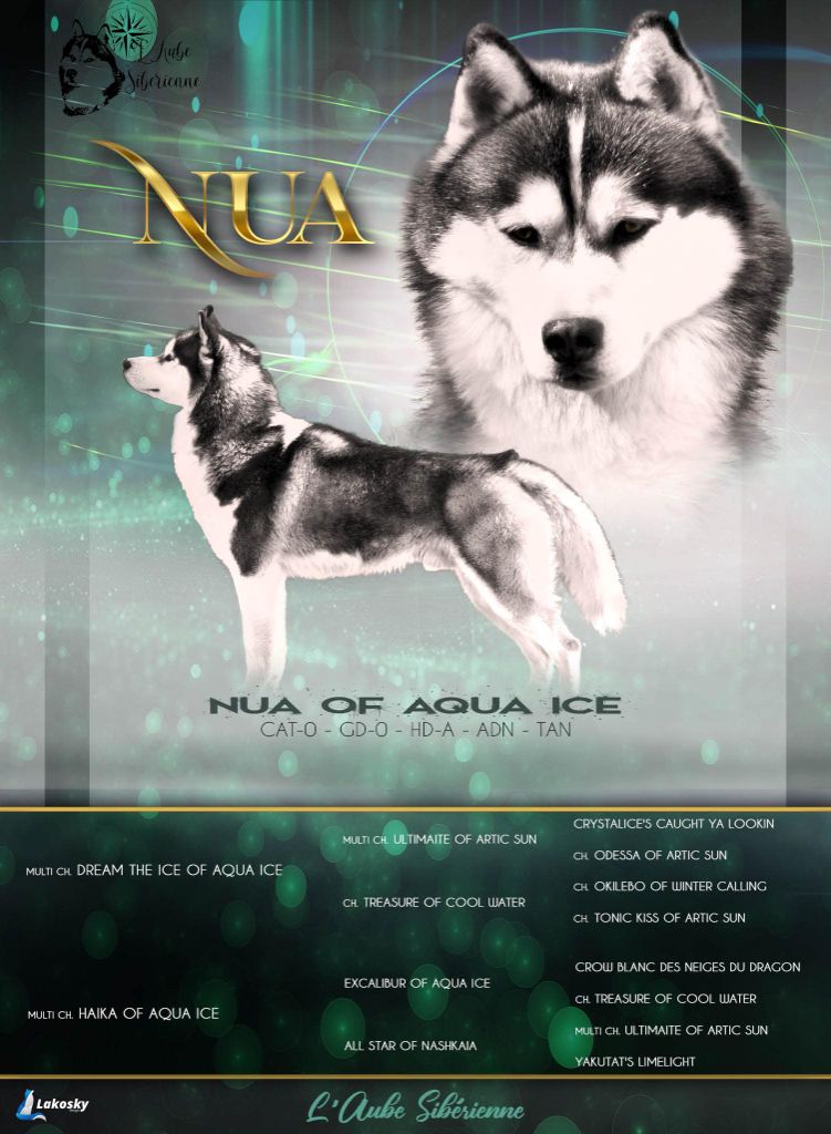 Nua of aqua ice of aqua ice