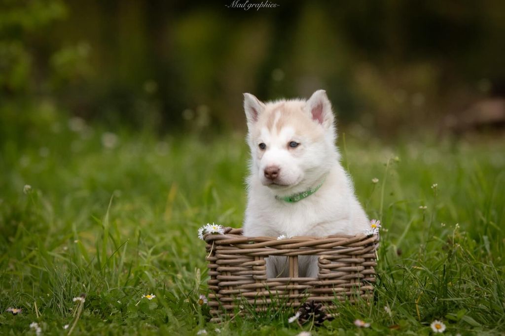 De L'aube Sibérienne - Chiot disponible  - Siberian Husky