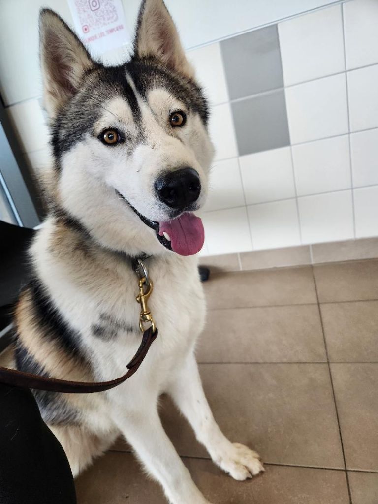 CH. Vally De L'aube Sibérienne