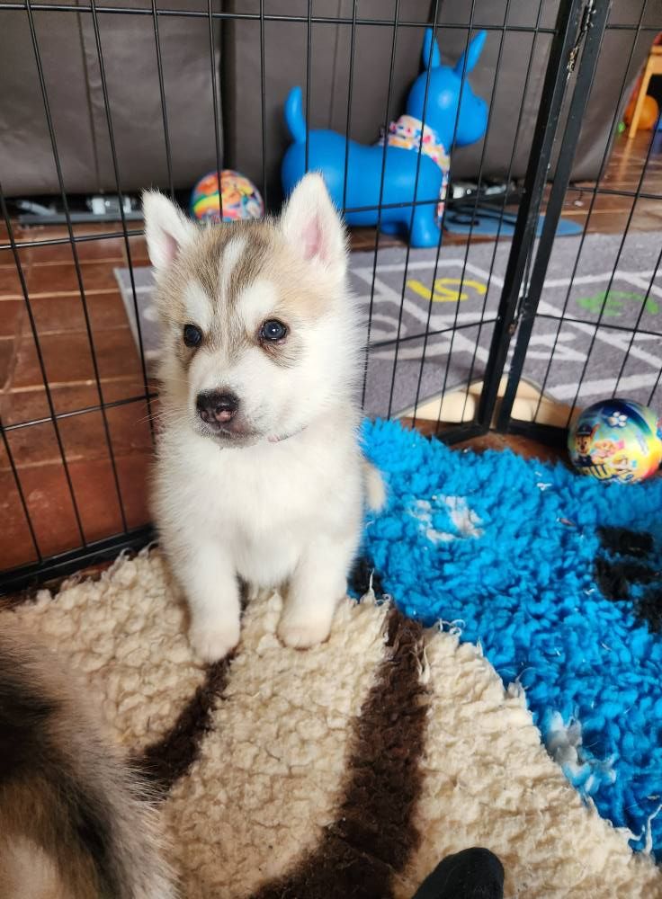 De L'aube Sibérienne - Chiots disponibles - Siberian Husky