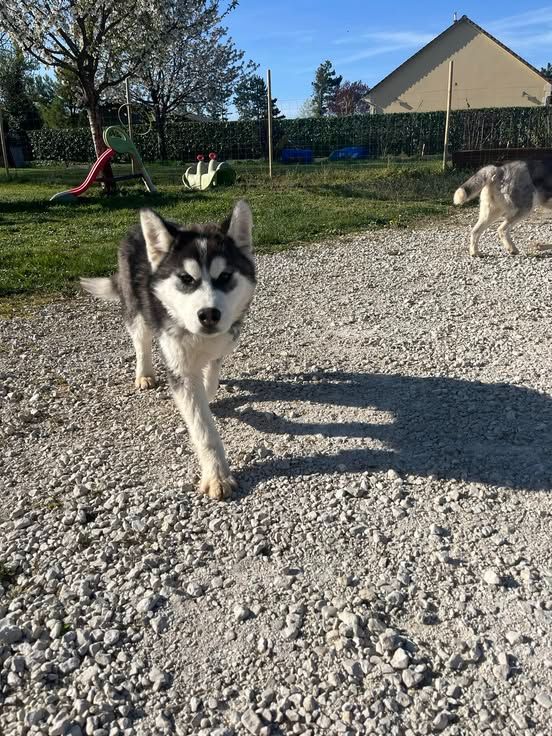 De L'aube Sibérienne - Chiots disponibles - Siberian Husky