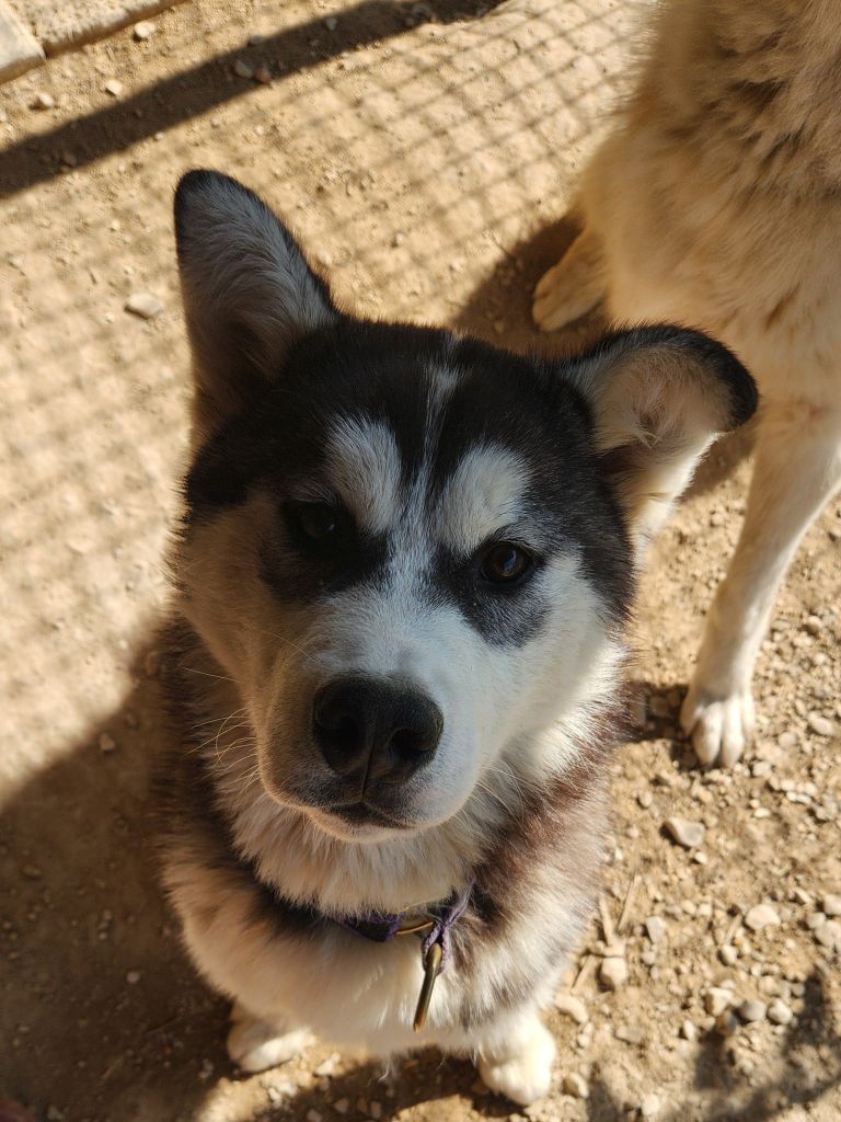 De L'aube Sibérienne - Chiots disponibles - Siberian Husky