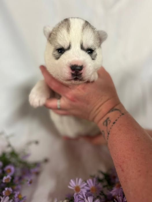 De L'aube Sibérienne - Chiots disponibles - Siberian Husky