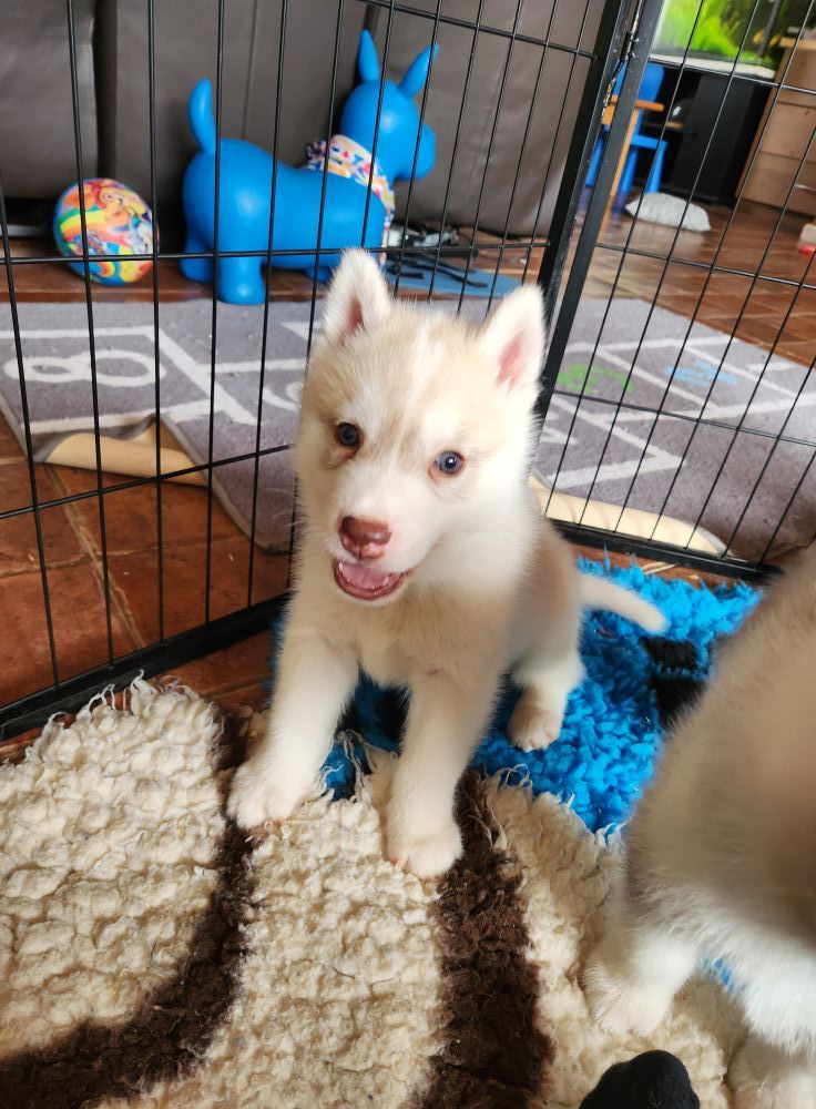 De L'aube Sibérienne - Chiots disponibles - Siberian Husky