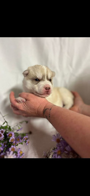 CHIOT
