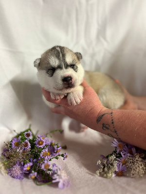 CHIOT