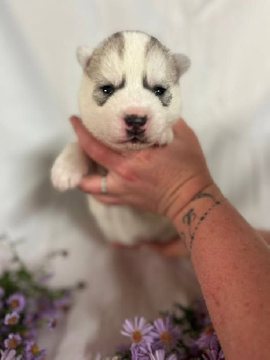 CHIOT