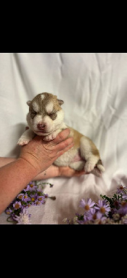 CHIOT