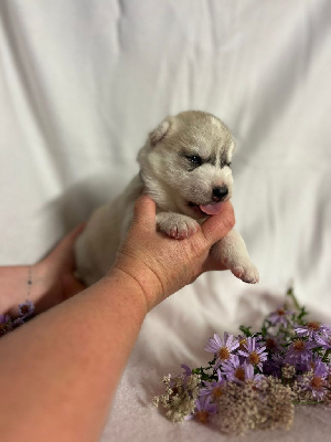 CHIOT