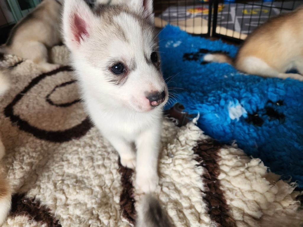 De L'aube Sibérienne - Chiots disponibles - Siberian Husky