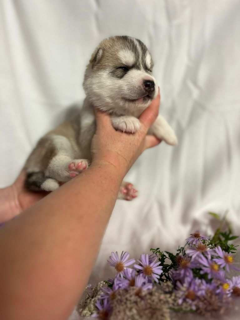 De L'aube Sibérienne - Chiots disponibles - Siberian Husky