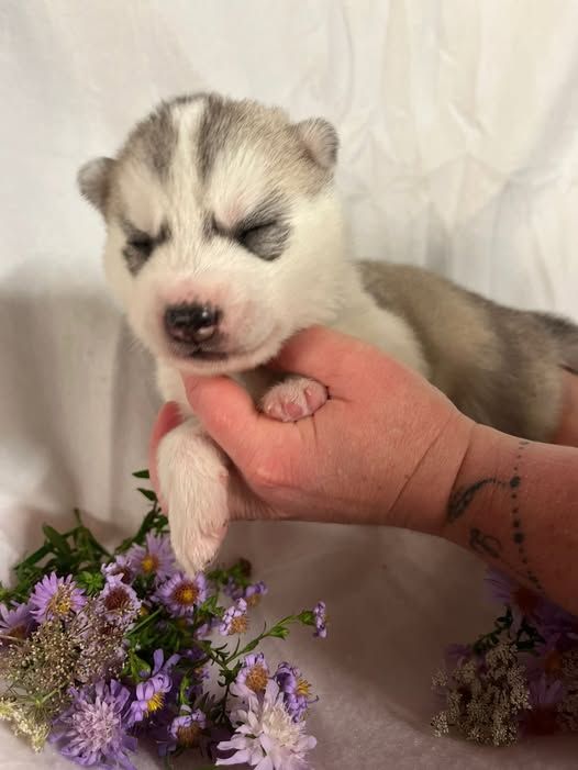 De L'aube Sibérienne - Chiots disponibles - Siberian Husky